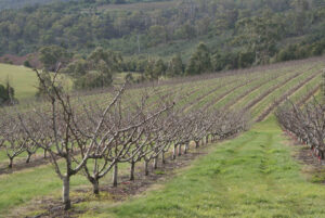 Wide row spacing and vase-shaped pruning are not as common in commercial orchards today