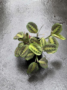 Maranta leuconeura var. erythrophylla: This tri-coloured Prayer Plant has distinctive red veins (Image: JD Propagation).