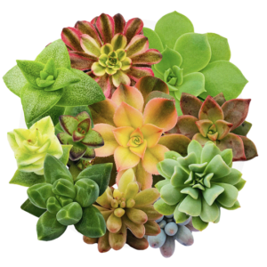 Succulents can also add colour, as well as texture and structure, to your tabletop arrangements (Image: Majestic Young Plants).