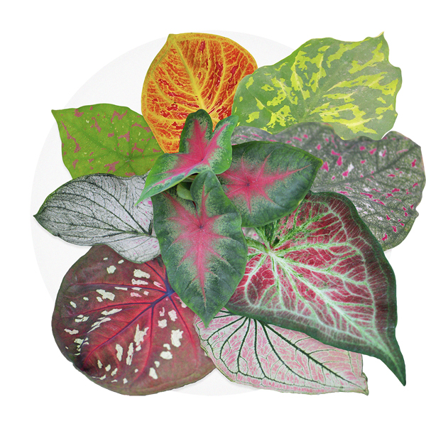 The multi-coloured hues of these caladium varieties will certainly attract attention (Image: Majestic Young Plants).