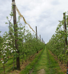 Narrow rows and two-dimensional plantings are common today