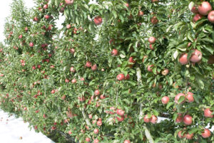 A highly productive wall of fruit