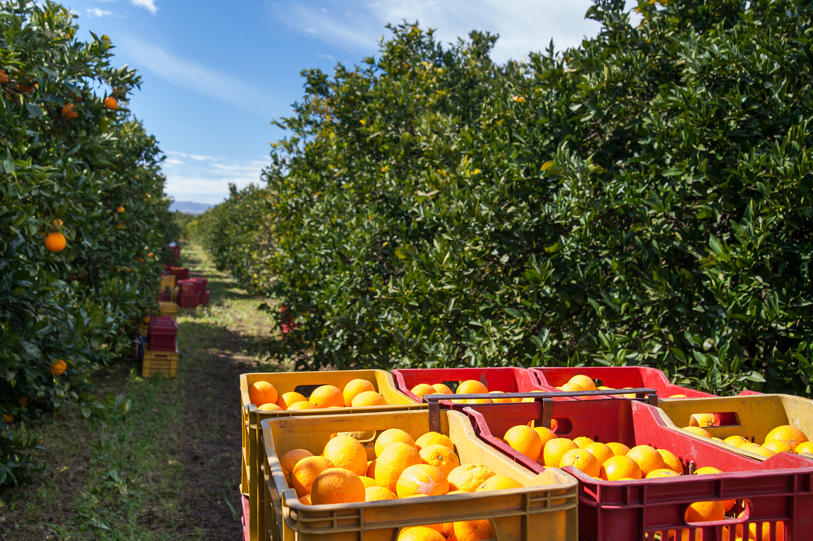 orange harvest in orchard