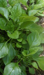 Warrigal Greens, Tetragonia tetragonioides (Image: John Fitzsimmons)