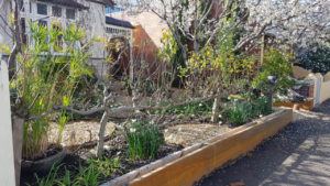 Productive garden idea with apples, Clifton Hill, Victoria