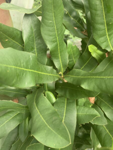Macadamia integrifolia ‘Lotsa Nuts’ (Image: Karen Smith)
