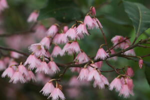 Flowers of the blueberry ash Elaeocarpus reticulatus (Image: David Lochlin)