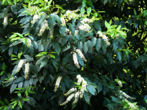 Portuguese laurel Prunus lusitanica can be grown as a large shrub or small tree. Real Jardin Botanico de Madrid