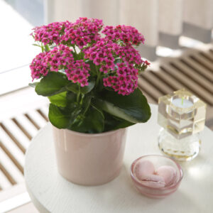 These bicolour kalanchoes are great for tabletop arrangements and gifts (Image: Haars Nursery).