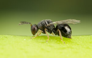 Citrus gall wasp, female