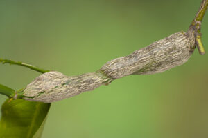 Galls on citrus tree