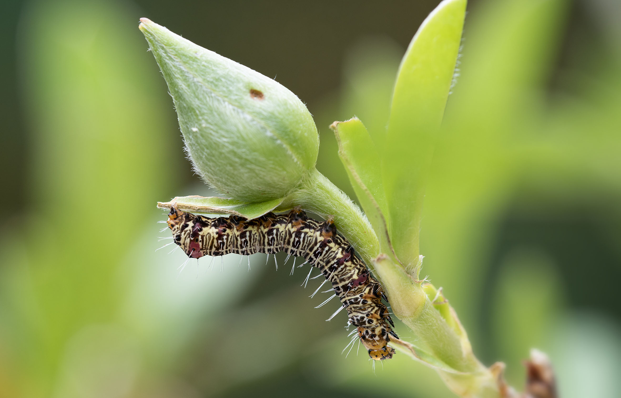 Grapevine moth larva on Hibbertia scandens