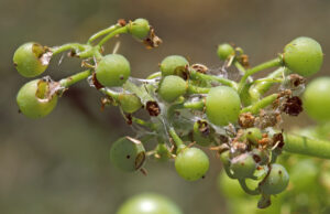 Light brown apple moth webbing on grapes