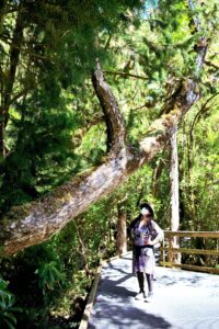 The majestic and slow-growing Huon Pine