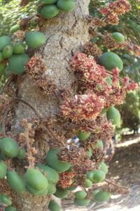 Davidsonia jerseyana (Image: Karen Smith)