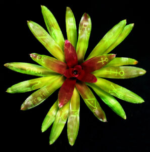 Cause and Effect, 1996, Photosynthetic image grown into the tissue of a Neoregelia carolinae