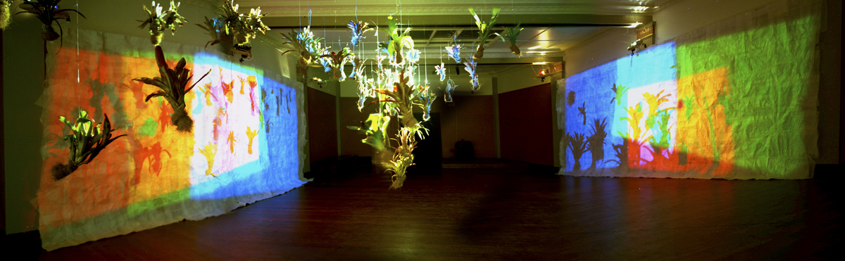 EnLIGHTen, 1999, Interactive light installation with suspended Bromeliad plants