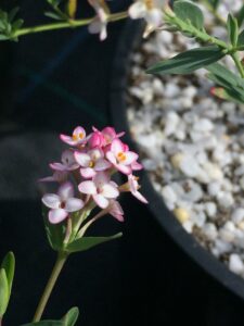 Pimelia spicata close up of the potted collection (Image: Daniella Pasqualini)