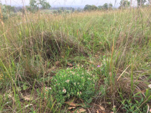 Pimelia spicata in its natural setting, Western Sydney (Image: Daniella Pasqualini)