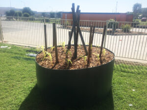 The raised garden beds are made entirely from recycled plastic