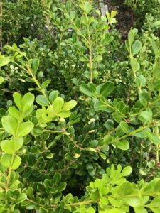 Japanese Box is fast growing and well suited to taller hedges