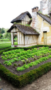 B.sempervirens surrounds the vegetable garden in Marie-Antoinette's farm at Versailles