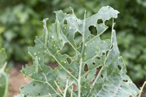 Cabbage white butterfly caterpillars can devastate brassicas