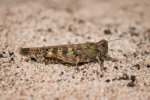 Locust populations can increase after high rainfall