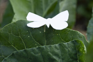 This plastic mimic hasn’t stopped butterflies laying eggs on the leaves