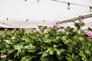 Big world food crops like potatoes are among the first to justify and adopt propagation innovations