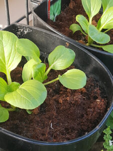 Coconut coir (cocopeat) is well suited to vertical gardens, it is lightweight and offers excellent water holding capacity