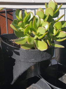 Succulents are excellent for vertical gardens with the right potting mix