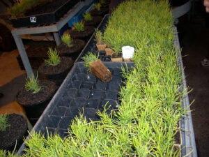 Vegetative propagation delivering a scaled uniform product at Westland Nurseries, Tasmania