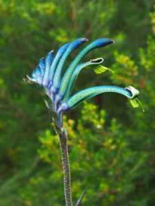 Anigozanthos ‘Masquerade’