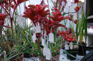 A kangaroo paw hybrid tagged after crossing.