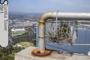 Tillandsia plants installed at level 92 Eureka Tower where they have survived on their own biology for over seven years (Image: Lloyd Godman)