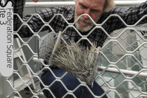 Geoff Beech checks the Tillandsia plants on Federation Square (Image: Lloyd Godman)