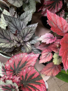 The colourful foliage of begonias (Image: Karen Smith)