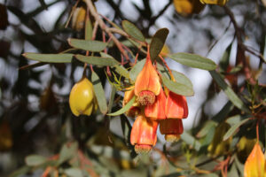 The Fuschia Gum – Eucalyptus dolichorhyncha