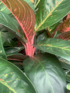 Aglaonema widuri ‘Red Peacock’ (Image: Karen Smith)