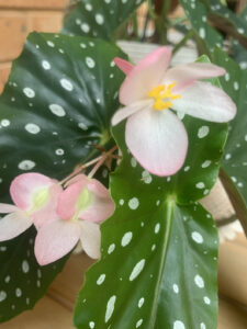 Begonia maculata ‘Wightii’ (Image: Karen Smith)