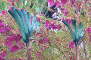 The original blue kangaroo paw