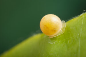 Eggs are laid on new leaves