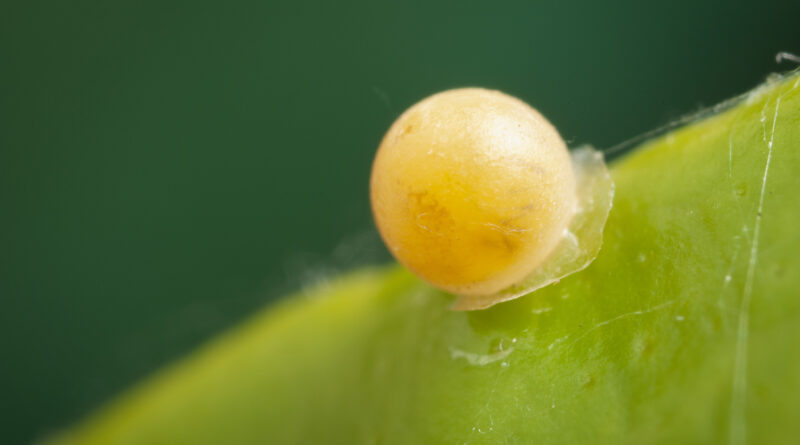 Eggs are laid on new leaves