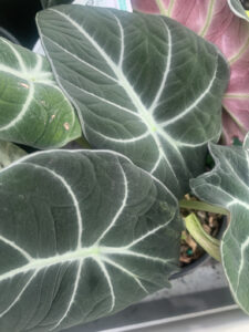 Alocasia reginula ‘Black Velvet’ (Image: Karen Smith)