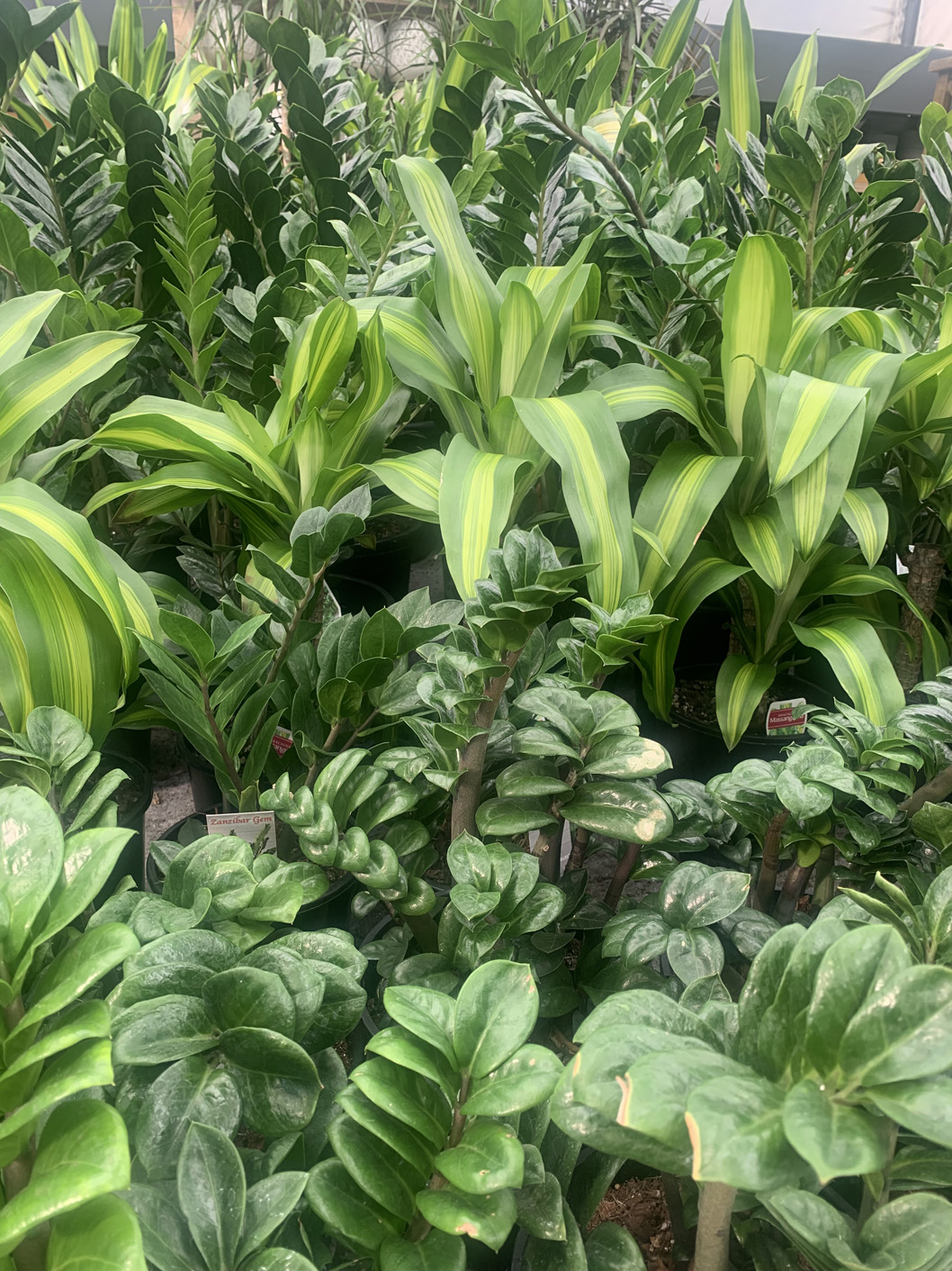 An indoor plant ‘jungle’ (Image: Karen Smith)