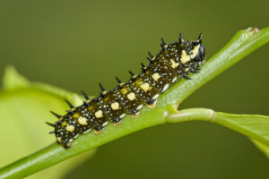 Dainty Swallowtail larvae usually cause minor damage