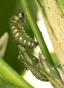 Parasitic wasp lays egg in pupa while another wasp waits on the larva above