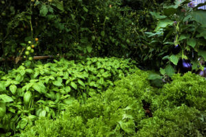 Vining tomatoes, beautiful basil, enormous eggplants and lush lettuce in the 'More Than Meets the Eye' potager (Image: Ludovic Vilbert, Inwardout Studio)