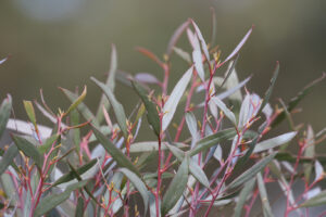 Eucalyptus polybractea (Image: Remember the Wild)